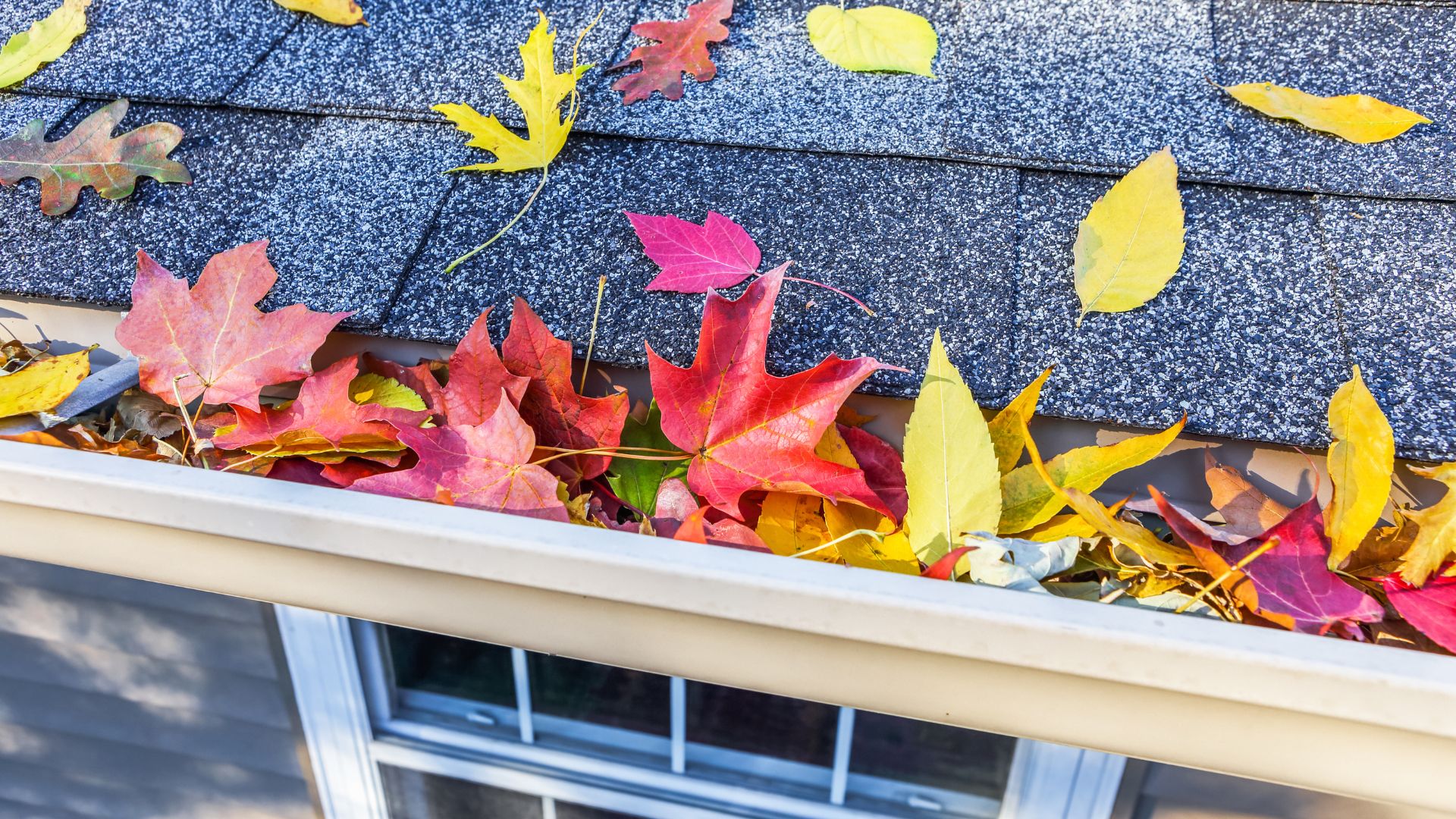 colorful leaves fall in the gutter on a roof