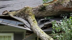 Large tree fallen on the roof of a house